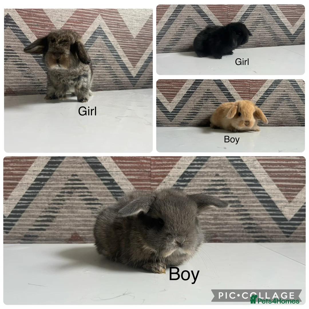 Lionhead rabbits for sale: mini lops  ready to  reserve  - Advert 1