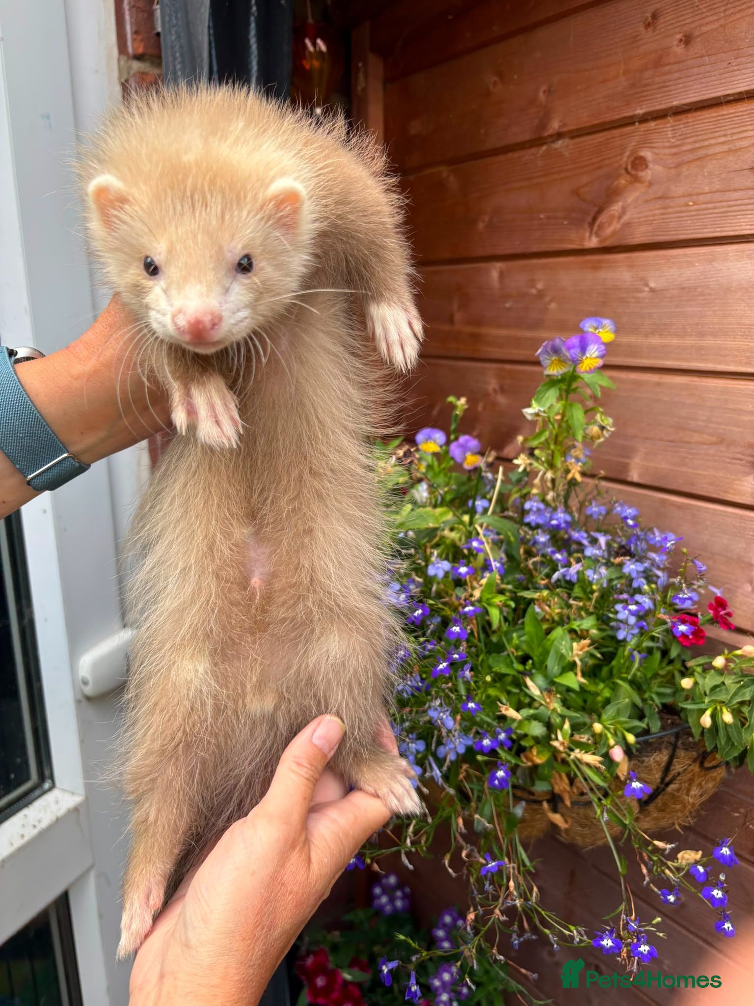 Ferret rodents PEDIGREE ANGORA FERRETS - Advert 1