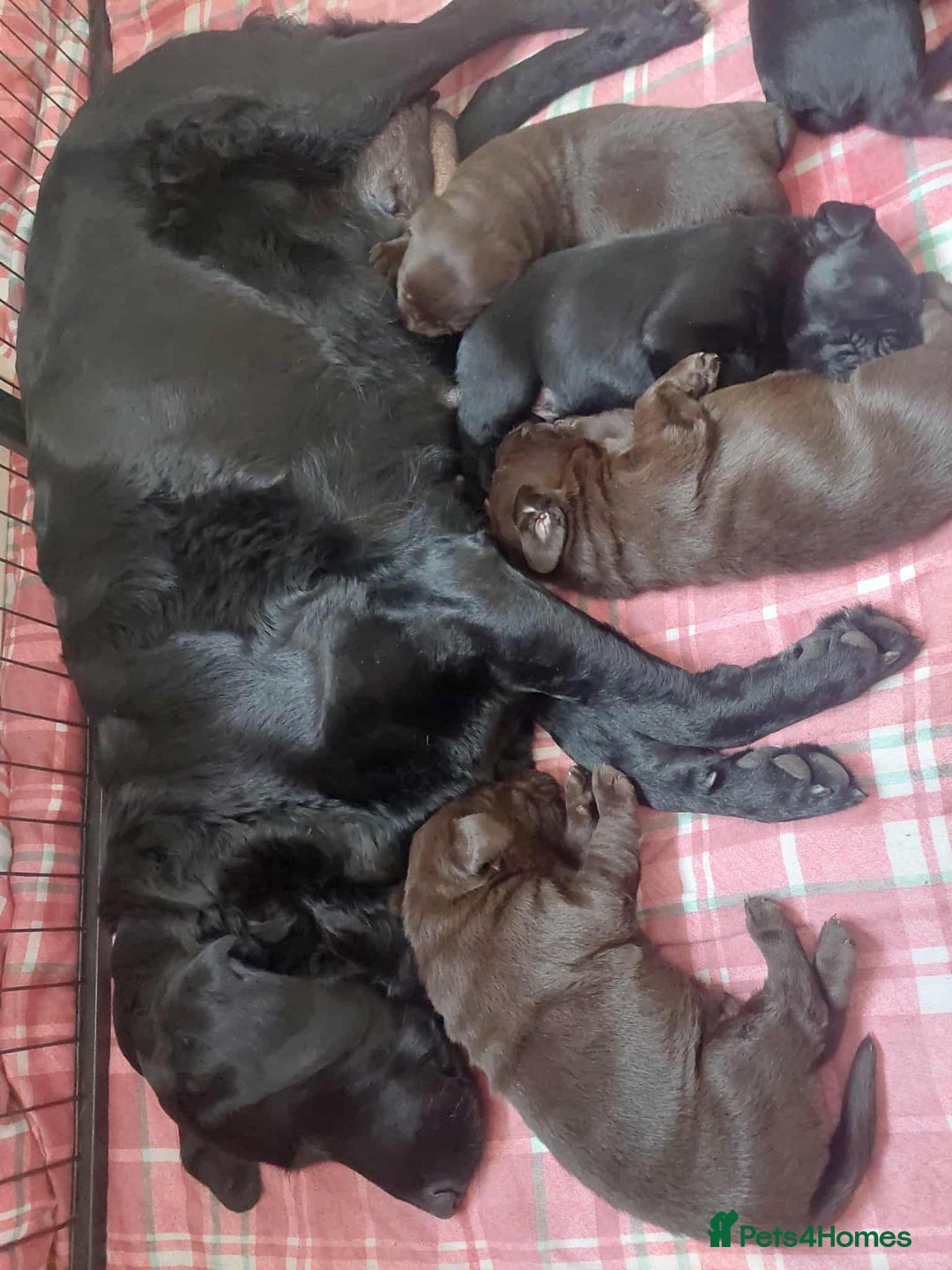 Labrador Retriever dogs for sale: Labrador puppies looking for their forever home. - Image 6