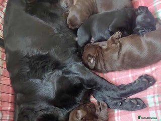 Labrador Retriever dogs - Advert 33