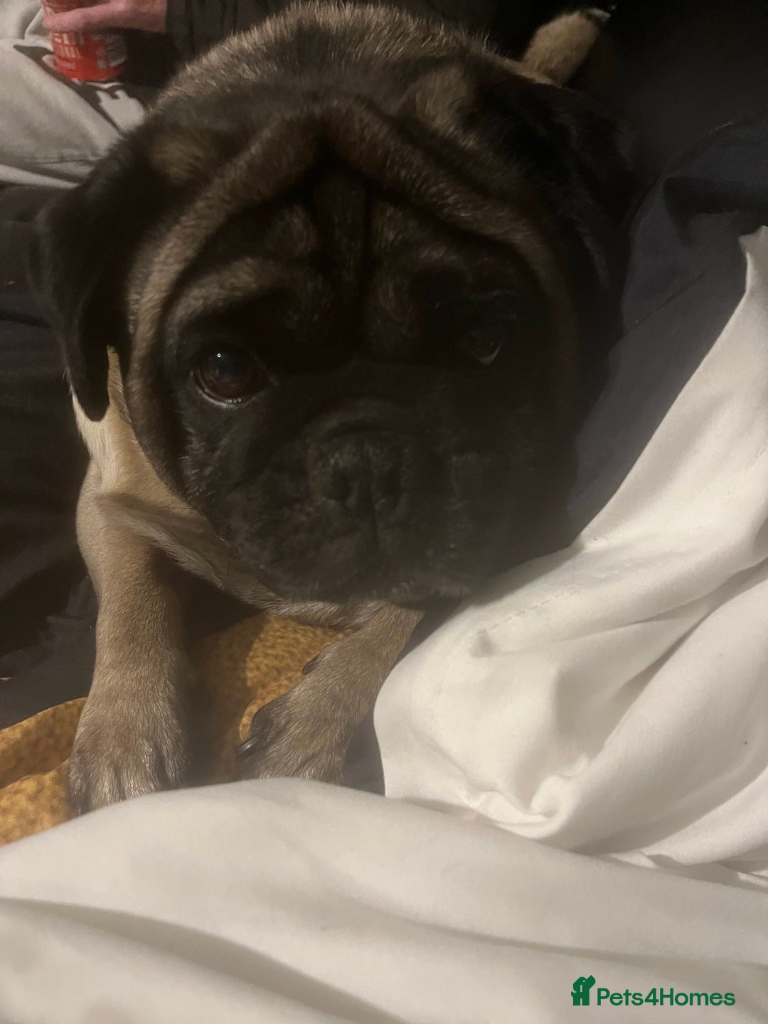 Pug dogs for stud: Fawn Pug for stud  - Advert 3