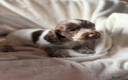 Sprocker dogs for sale: unbelievably marked sprockers 😍 - Image 25