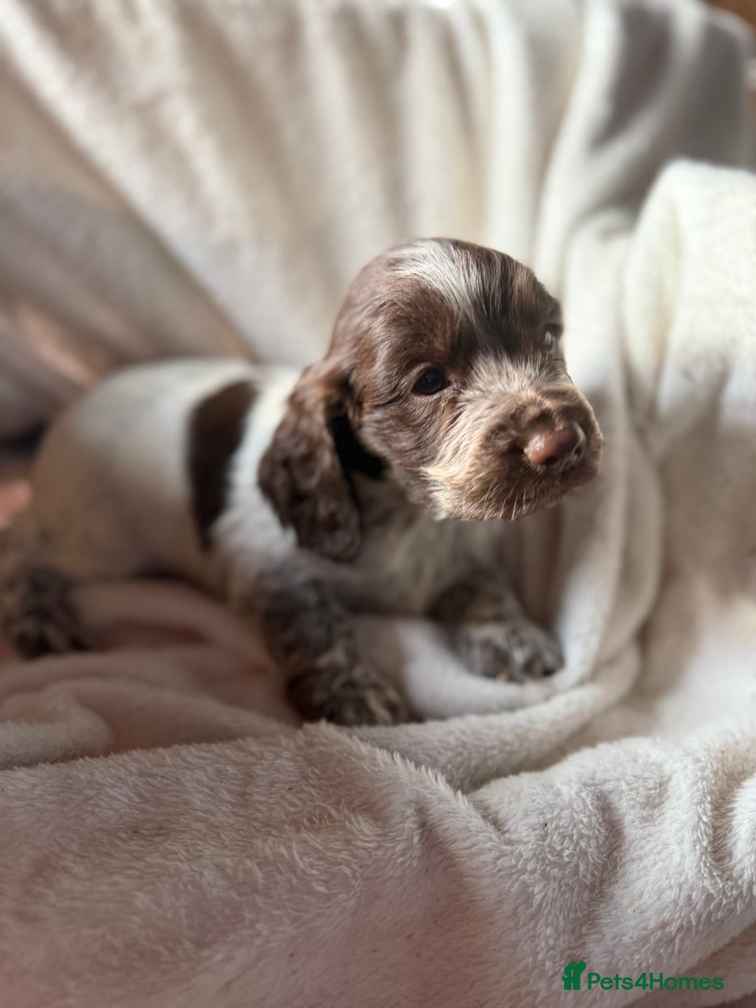 Sprocker dogs for sale: unbelievably marked sprockers 😍 - Image 25