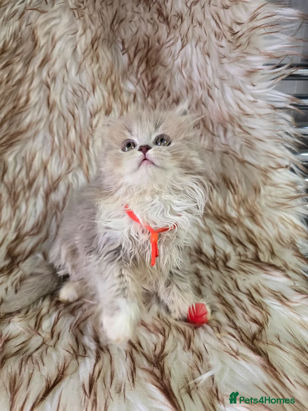 British Shorthair cats for sale: Ready now 2x Kittens Avaliable  - Advert 2