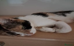 Mixed Breed cats for sale: 4 kittens for sale - Image 11