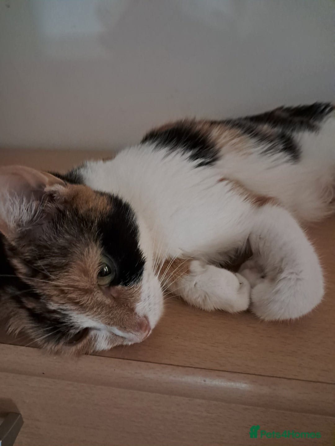 Mixed Breed cats for sale: 4 kittens for sale - Image 11