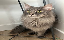 Maine Coon cats for sale: Maine coon  - Image 6