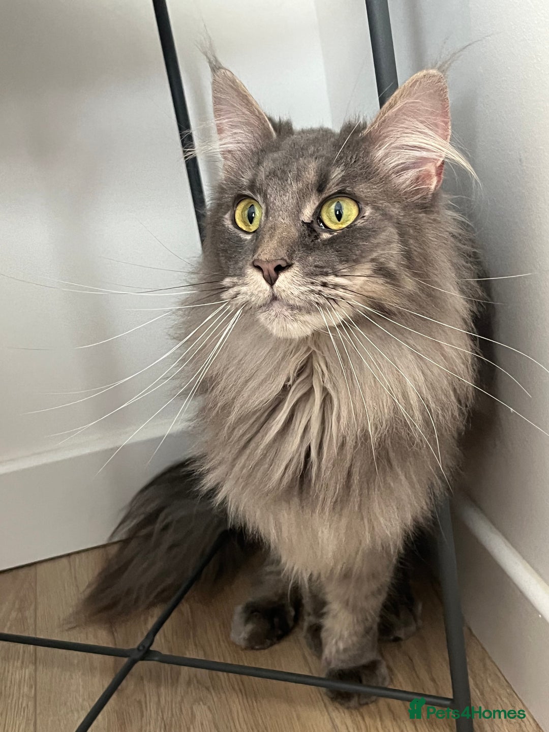 Maine Coon cats for sale: Maine coon  - Image 6