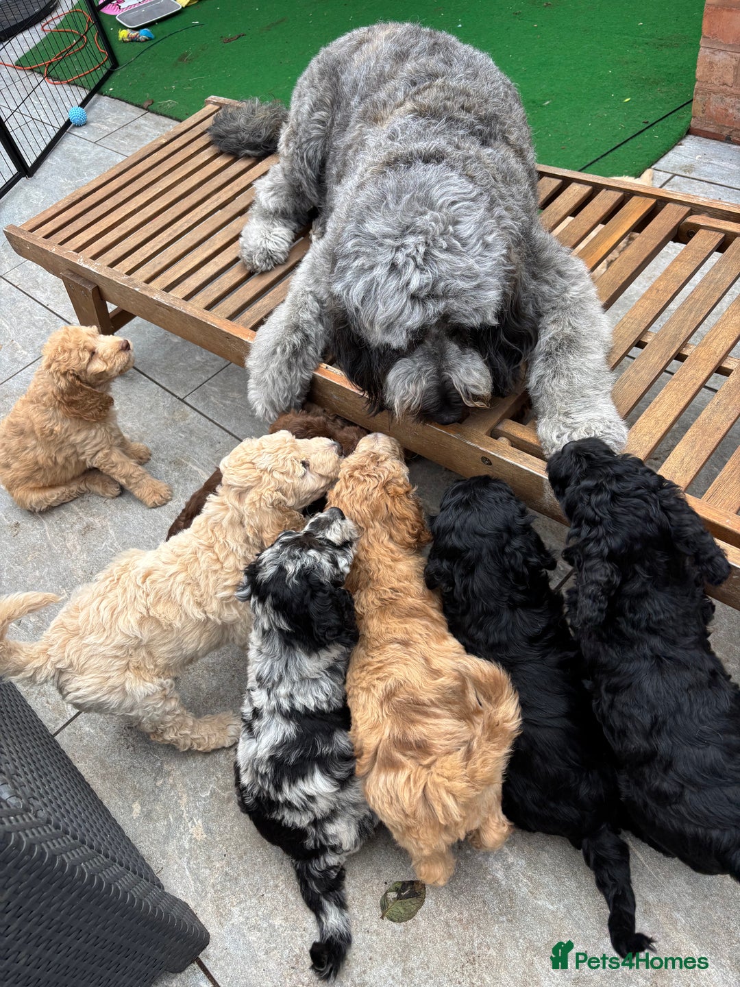 Goldendoodle dogs for sale: Moyen golden doodle just 1 left  - Image 3
