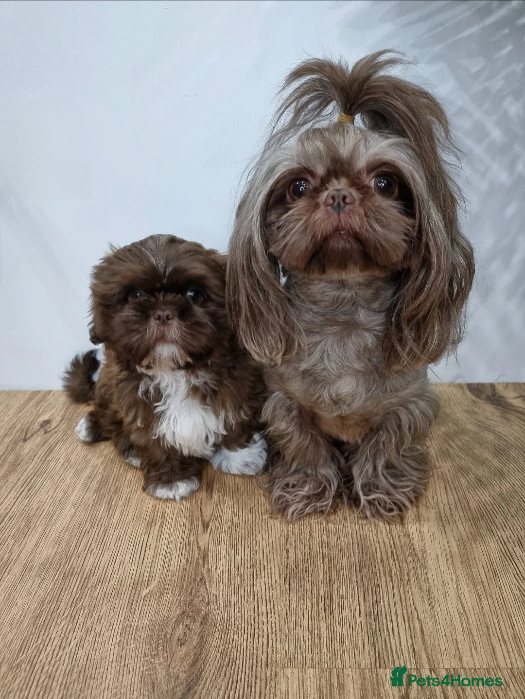Shih Tzu dogs for stud: Kc Registered Imperial Shih Tzu for Stud - Advert 2