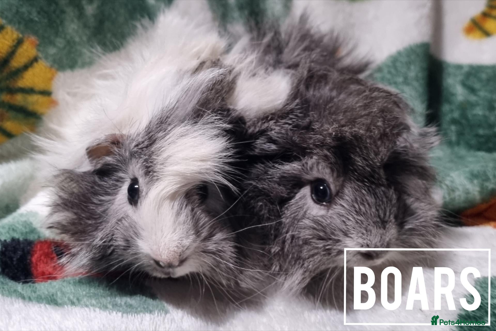 Guinea Pig rodents Adorable Baby Guinea Pigs - Advert 22