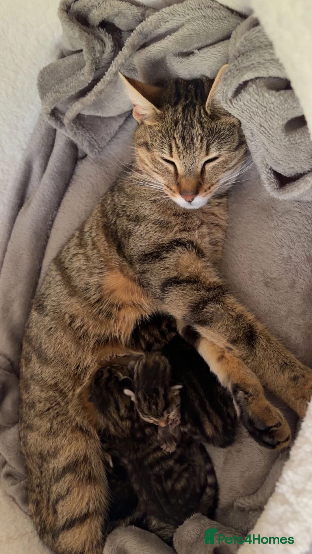 Domestic Shorthair cats for sale: Female Kitten looking for its forever home - Advert 4