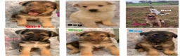 Mixed Breed dogs for sale: German Shepherd X Alaskan Shepherd  - Advert 15