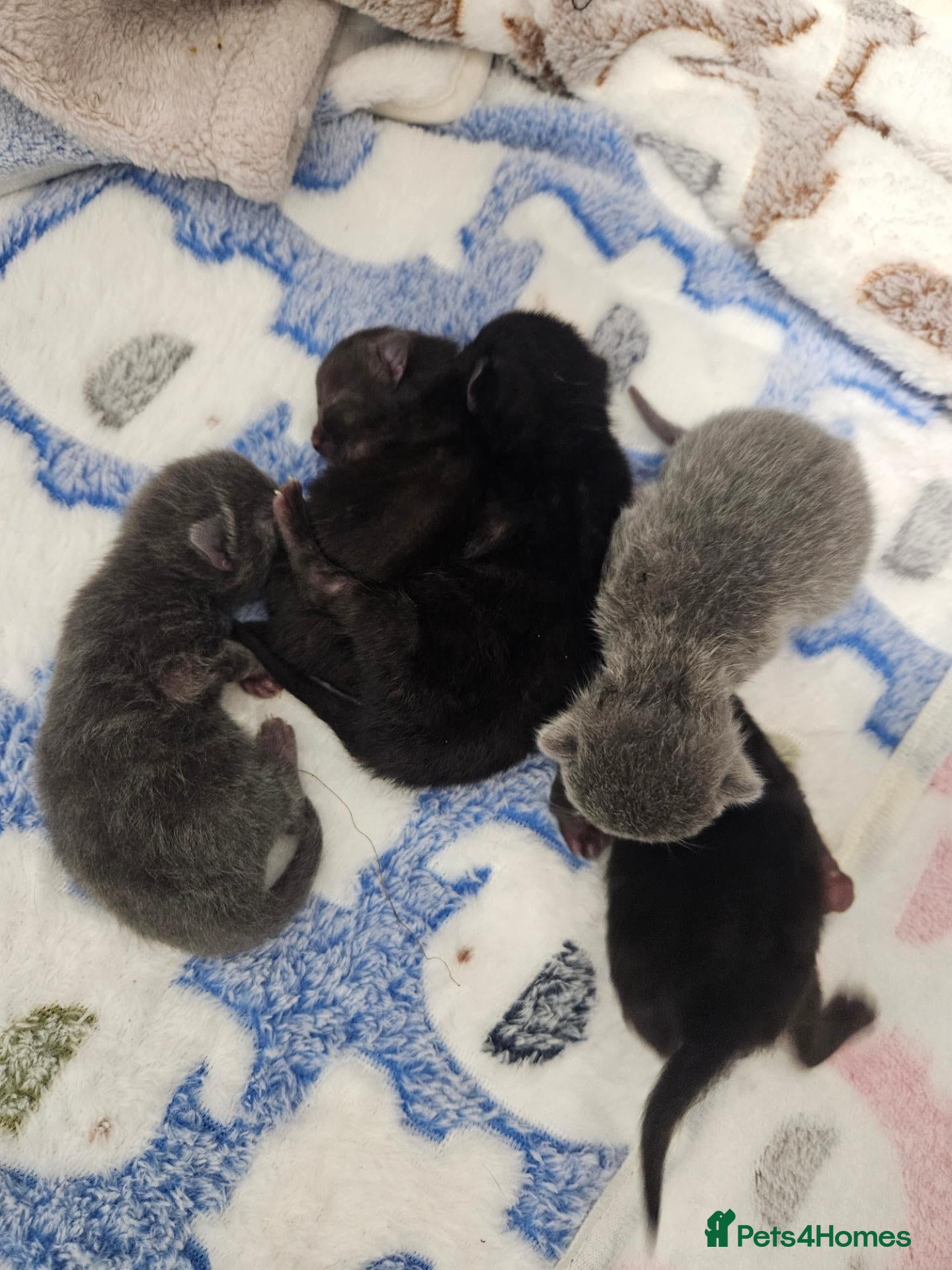 British Shorthair cats for sale: Beautiful British Shorthair Kittens  - Advert 7