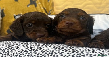 Miniature Dachshund dogs - Advert 8