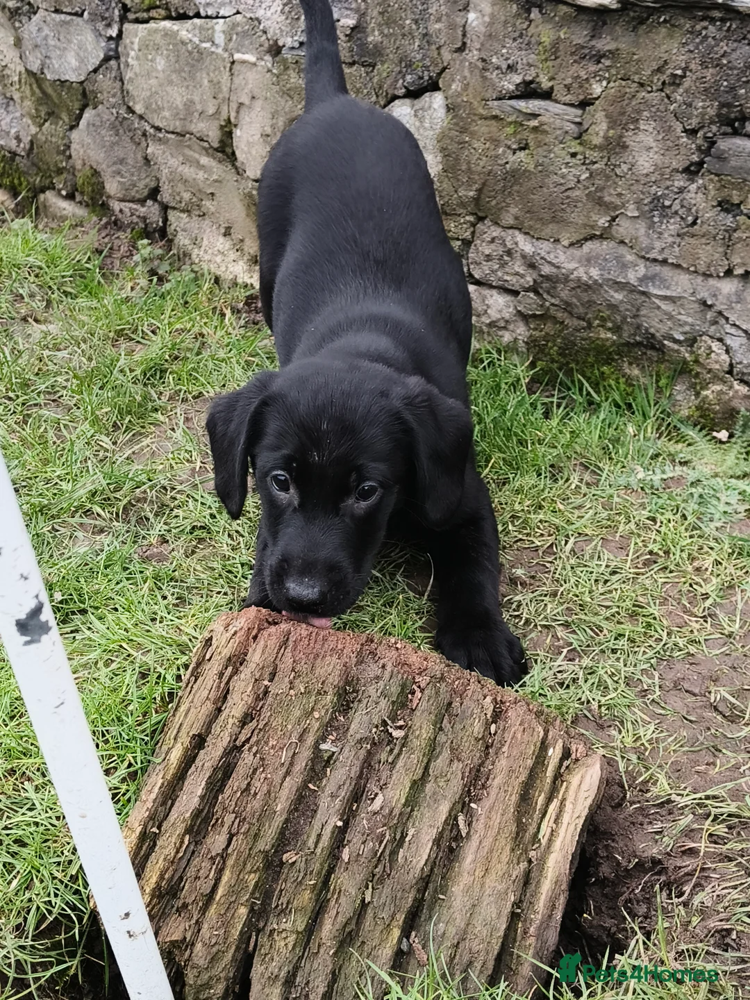Mixed Breed dogs for sale: Flat Jack pups in Oswestry - Advert 6