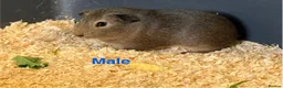 Guinea Pig rodents for sale: Baby Guinea Pigs  - Advert 3