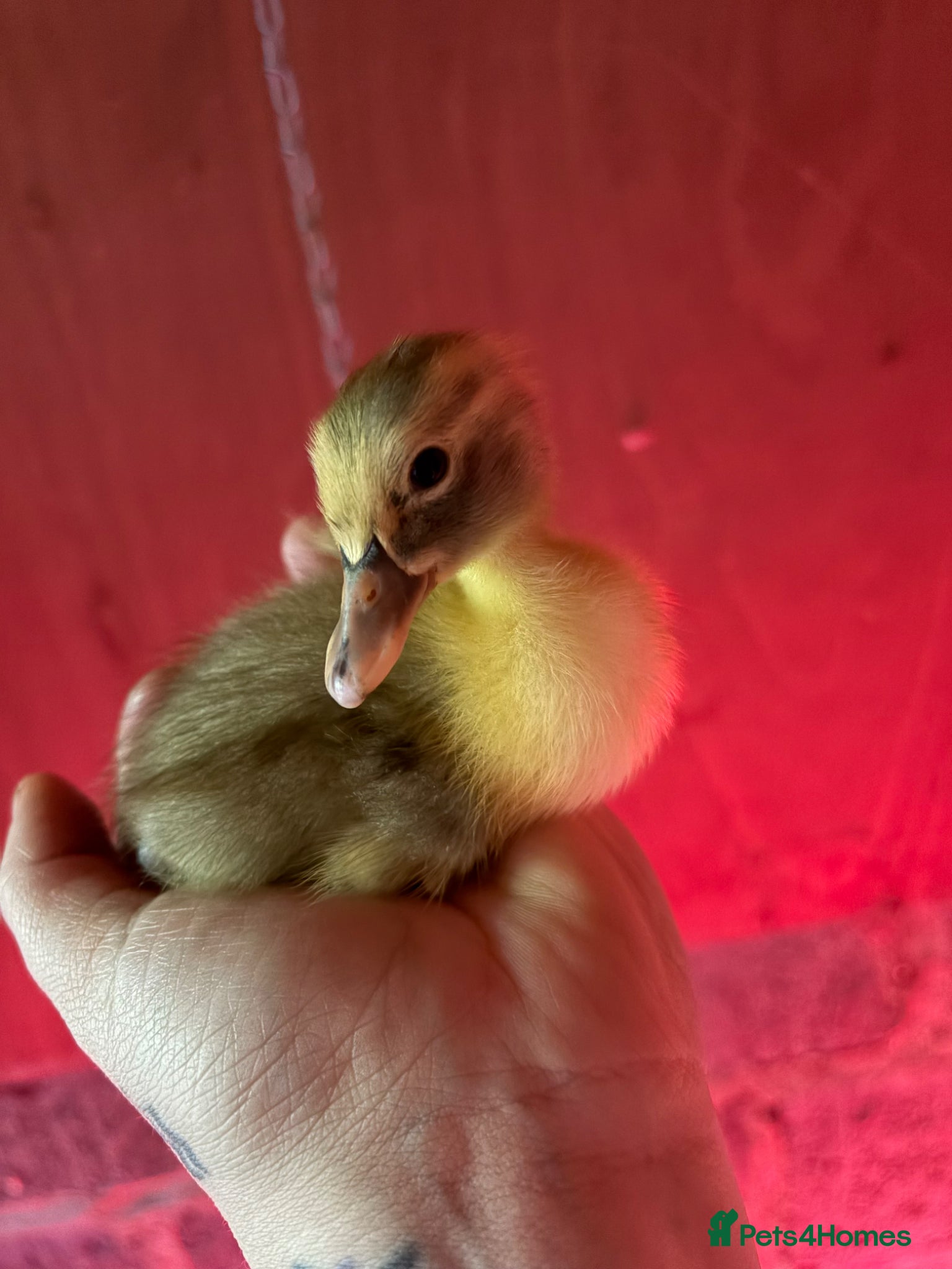 Ducks poultry Indian runner ducklings unsexed mixed colours - Advert 3
