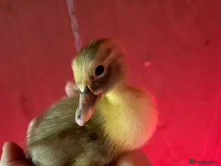 Ducks poultry Indian runner ducklings unsexed mixed colours - Advert 2