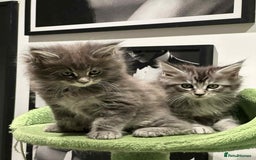 Maine Coon cats for sale: Stunning Mainecoon Kittens - Image 10