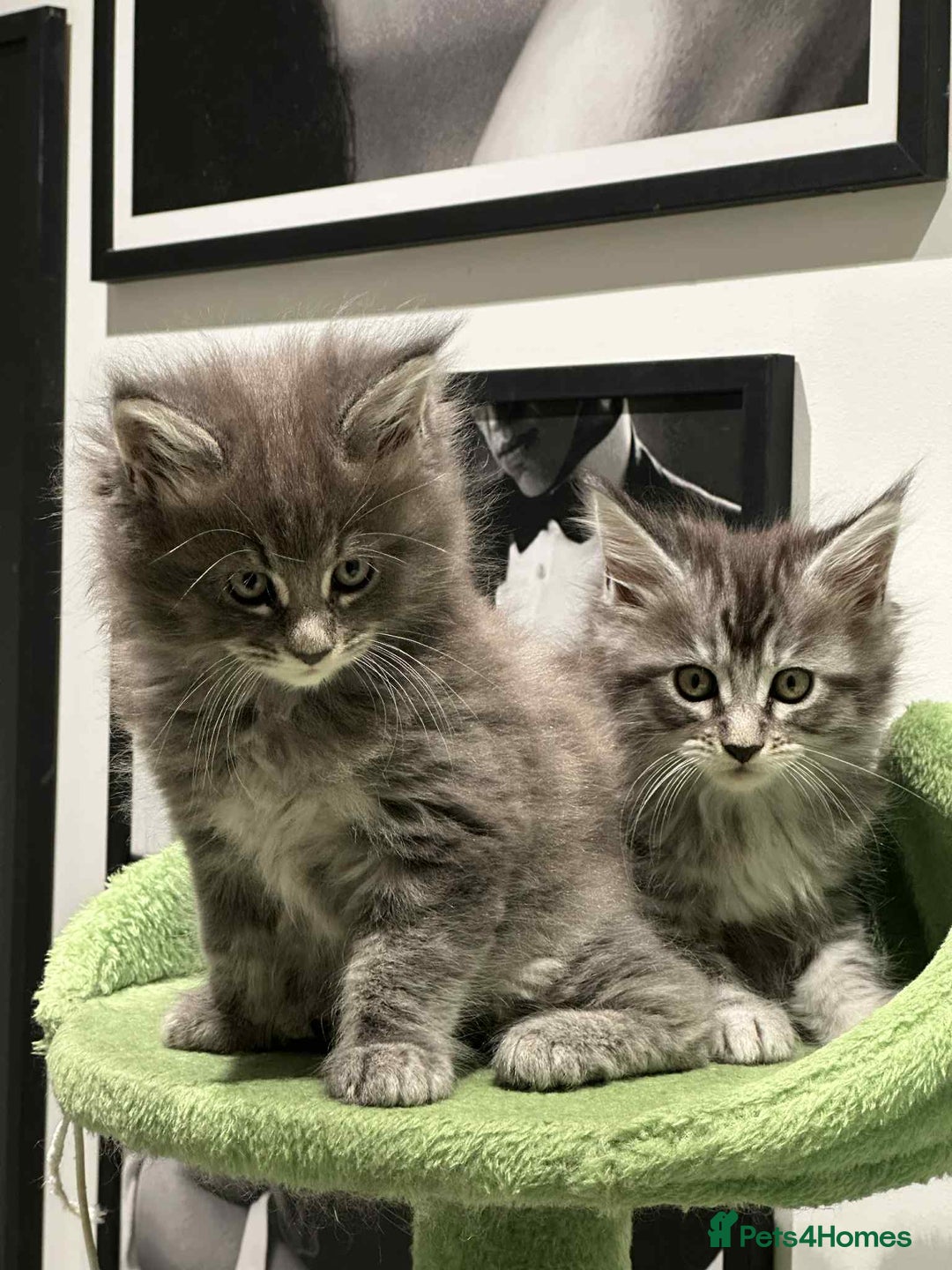 Maine Coon cats for sale: Stunning Mainecoon Kittens - Image 10