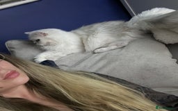 British Longhair cats for sale: Pet for rehome - Image 1