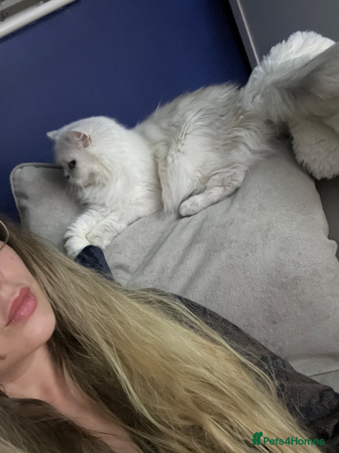 British Longhair cats for sale: Pet for rehome - Image 1