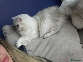 British Longhair cats - Advert 33