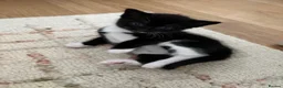 Mixed Breed cats for sale: Meet our Adorable Tuxedo kittens! 🖤🤍 in Milton Keynes - Advert 8