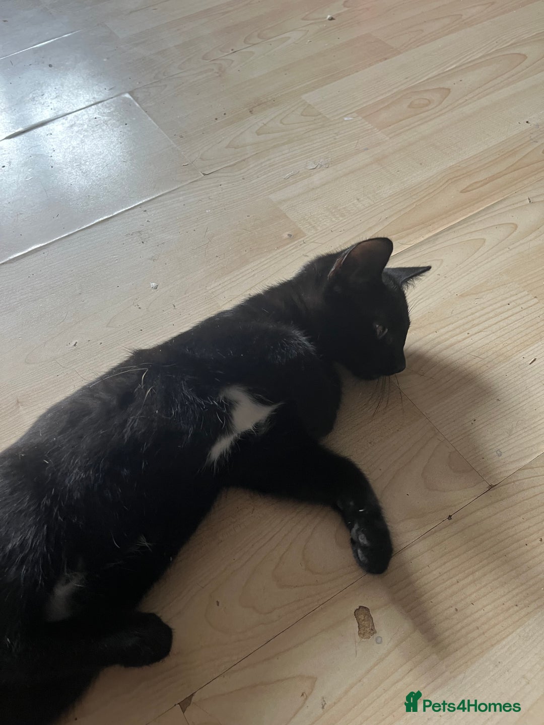 British Shorthair cats for sale: 1 Boy and 1 Girl Kitten - Image 2