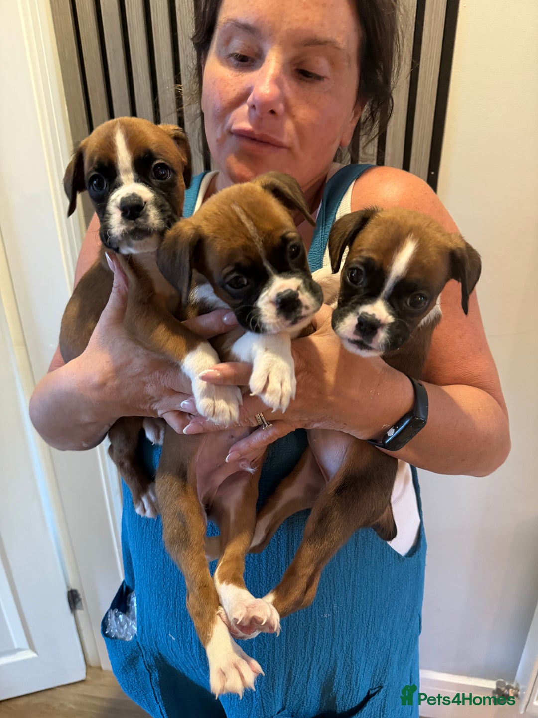 Boxer dogs for sale: Flashy boxer/red - natural bob tail/tail  - Image 3