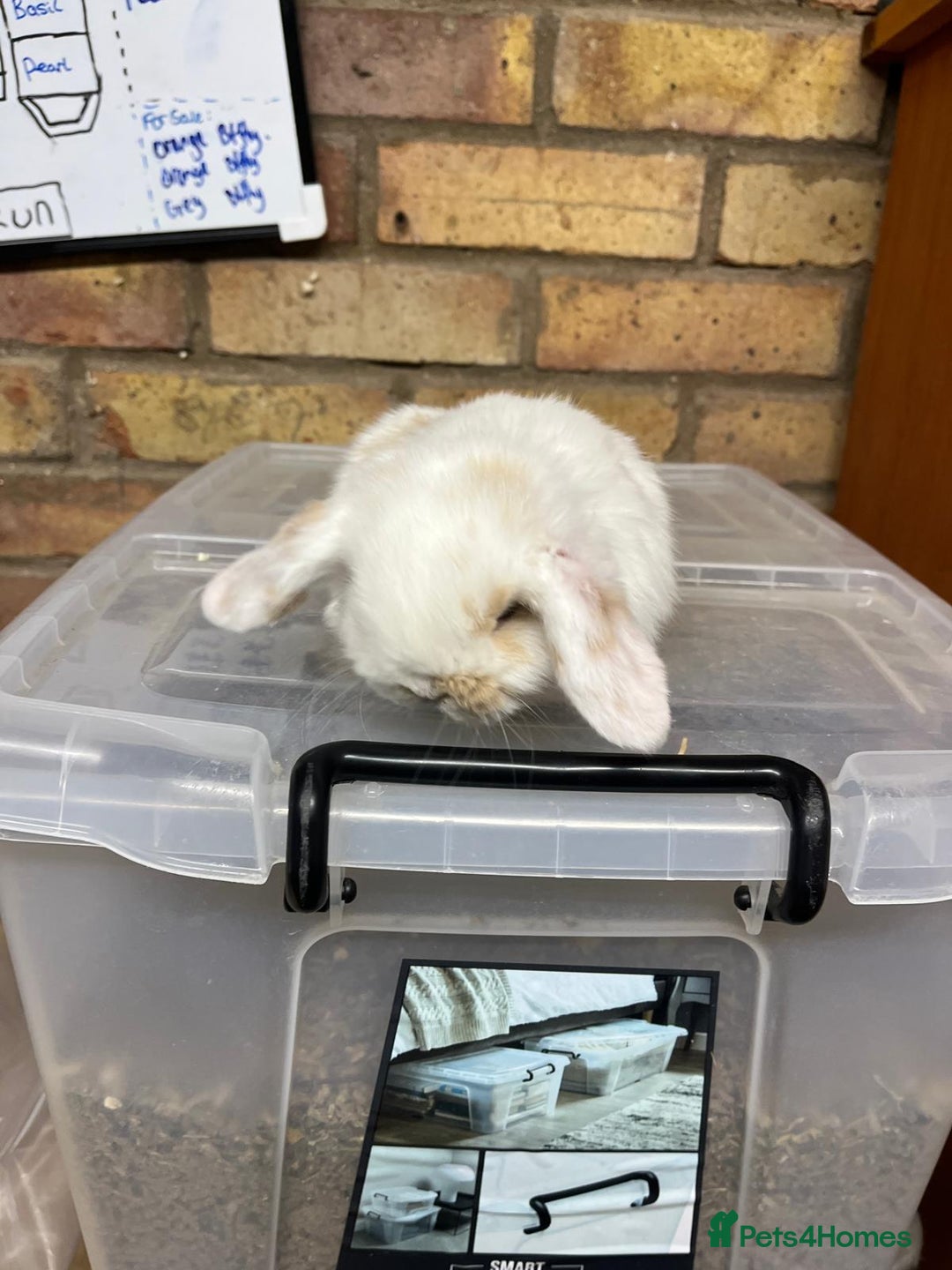 Mini Lop rabbits for sale: Beautiful baby pure bred mini lops  - Advert 7