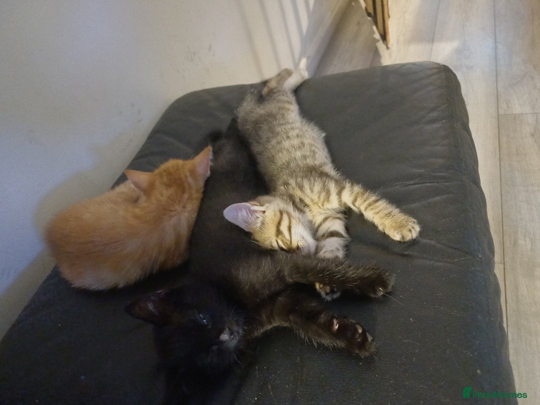 Mixed Breed cats for sale: Little Fluff kittens ready now  - Image 15