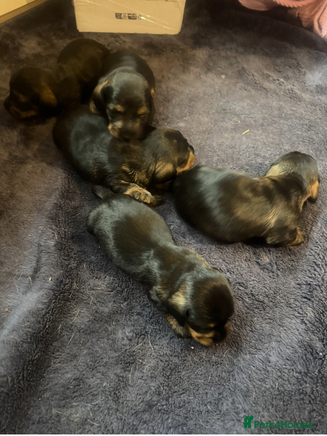 Dachshund dogs for sale: Wire haired dachshund  - Image 5