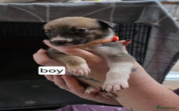 Mixed Breed dogs for sale: Beautiful collie x kelpie puppies  - Image 28