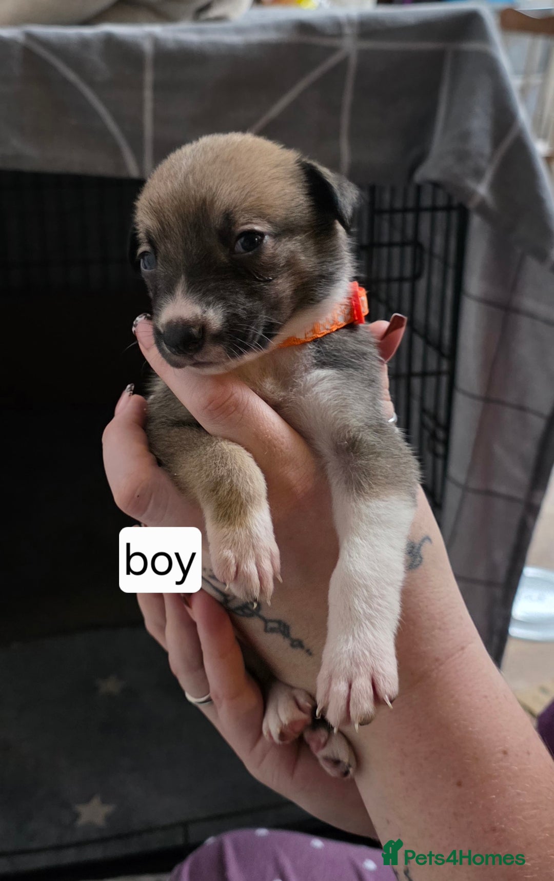 Mixed Breed dogs for sale: Beautiful collie x kelpie puppies  - Image 28