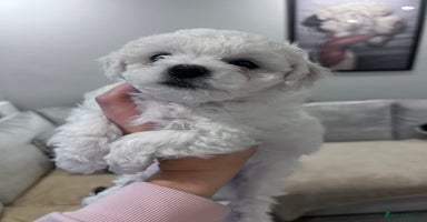 Bichon Frise dogs - Advert 2
