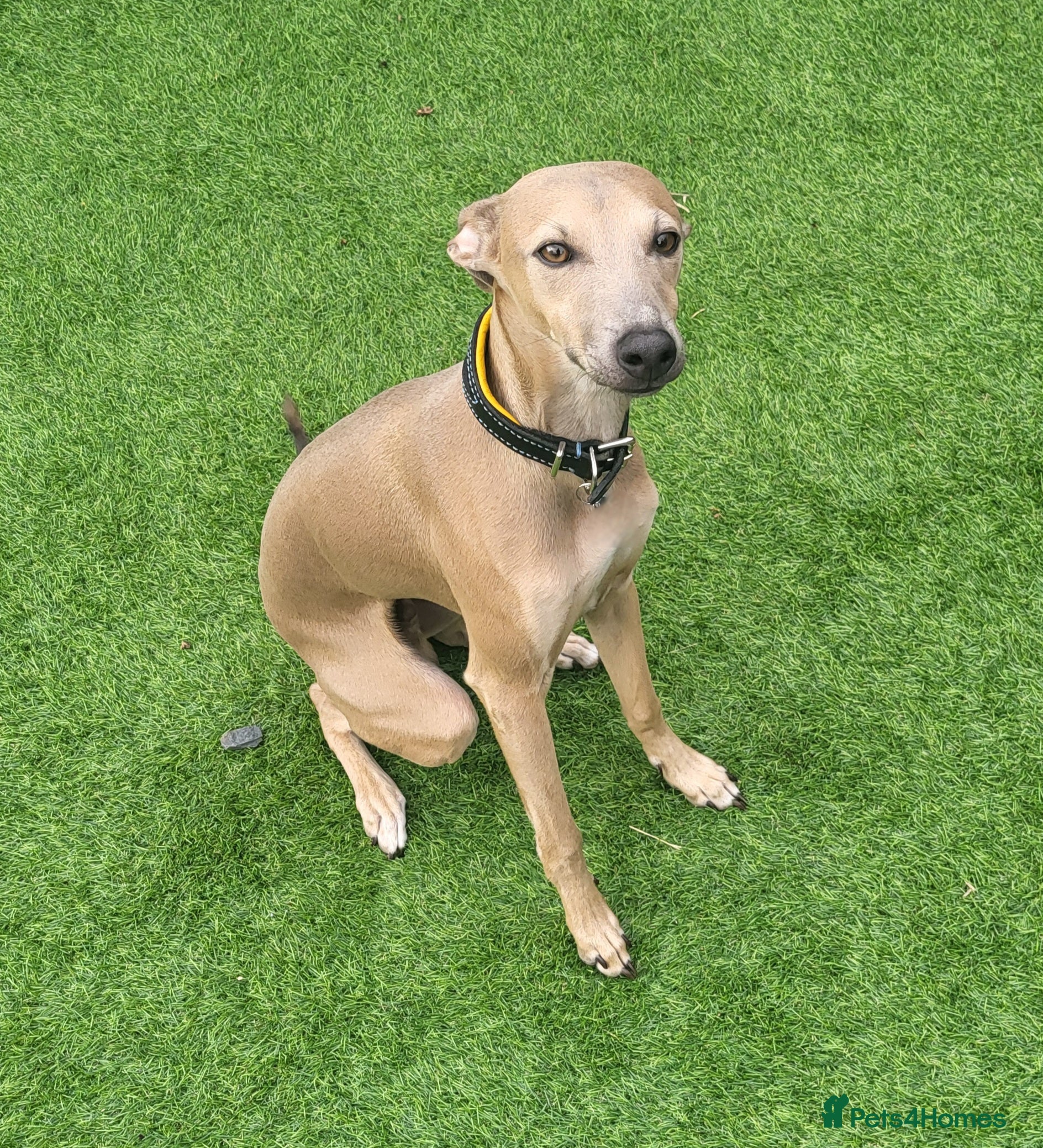 Italian Greyhound dogs Italian greyhound for stud  - Advert 2