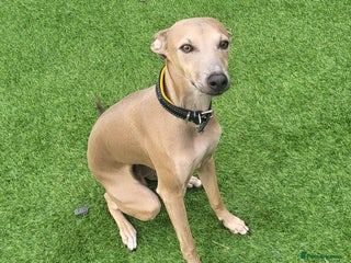 Italian Greyhound dogs - Advert 4