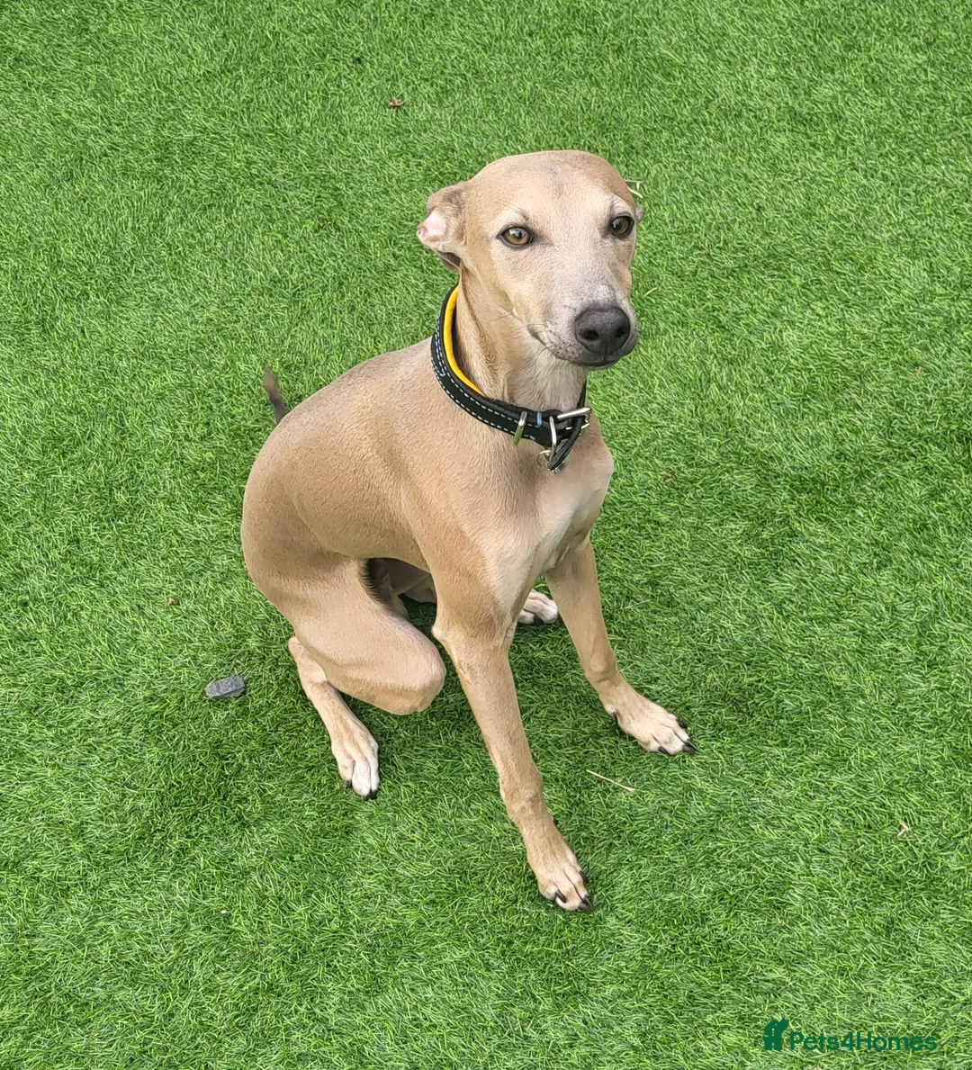 Italian Greyhound dogs for stud: Italian greyhound for stud  - Advert 4