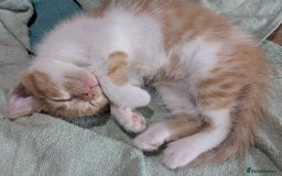 Ragdoll cats for sale: Half ragdoll kittens for sale - Image 5