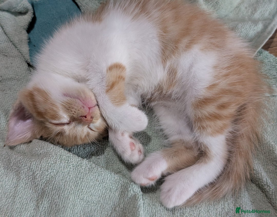 Ragdoll cats for sale: Half ragdoll kittens for sale - Image 5