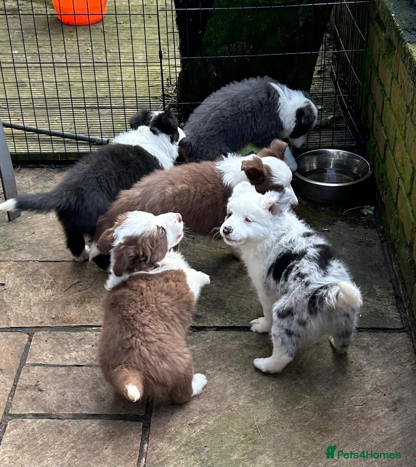 Border Collie dogs KC Registered Border Collies  - Advert 1