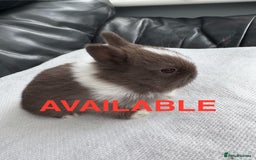 Netherland Dwarf rabbits for sale: Pure Netherland dwarf babies  - Image 4