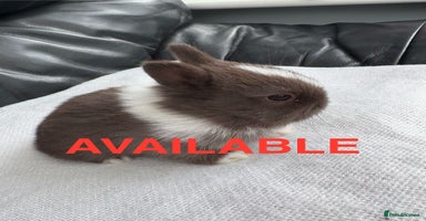 Netherland Dwarf rabbits - Advert 11
