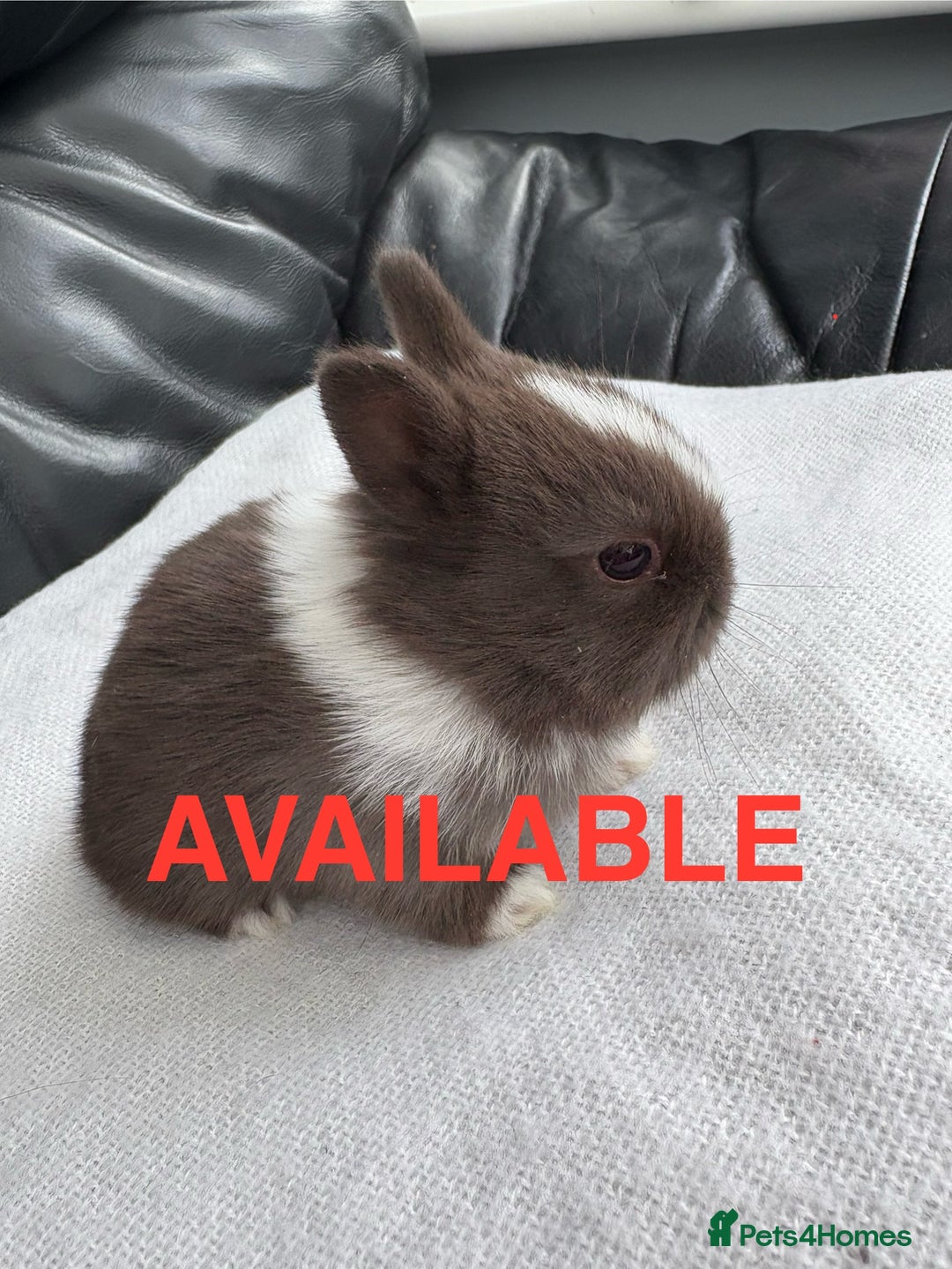 Netherland Dwarf rabbits for sale: Pure Netherland dwarf babies  - Image 4