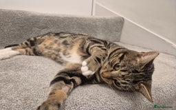 Domestic Shorthair cats for sale: Majestic Cat looking for a loving home - Image 6