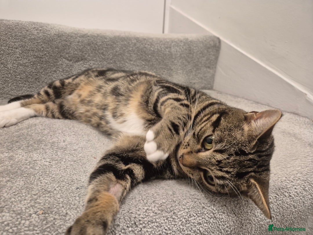 Domestic Shorthair cats for sale: Majestic Cat looking for a loving home - Image 6