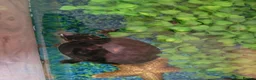 Turtle reptiles for sale: Black musk turtle and tank in Walsall - Advert 2