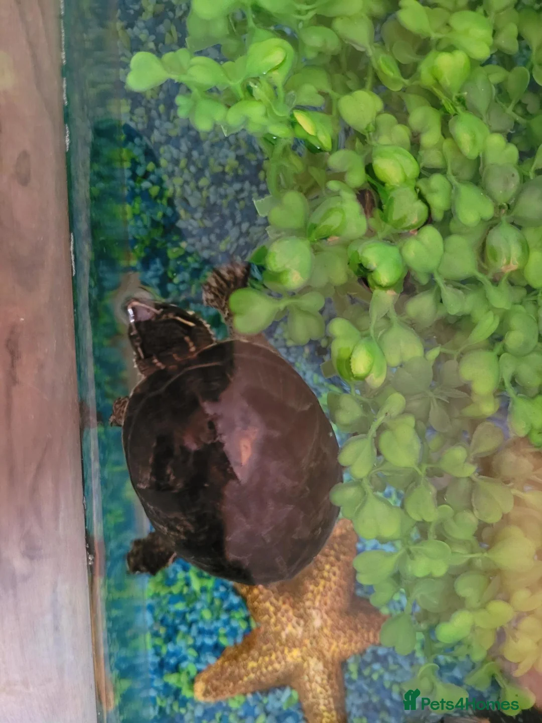 Turtle reptiles for sale: Black musk turtle and tank in Walsall - Advert 2
